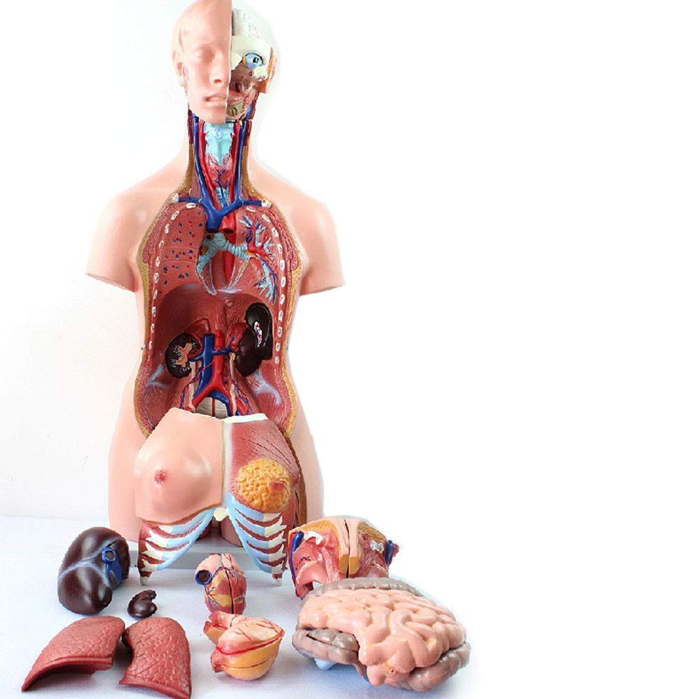 Modèle Anatomique du Torse Humain De 85 Cm, Comprenant 23 Parties Détachables, avec Organes Internes, Idéal pour l'enseignement Scolaire.