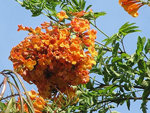 EdensField Tecoma Orange Live Plant/Cape honeysuckle,Trumpet Flower Live Plant New (B09L6TSC3Y) Amazon Price History, Amazon Price Tracker