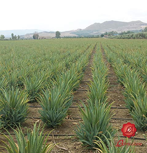 Lozione Capelli Aloe Arborescens Etnea - ml 200