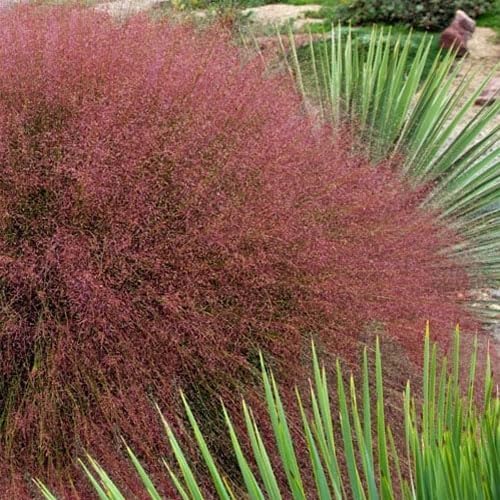 Ruby Muhly Grass Seeds for Ornamental Planting