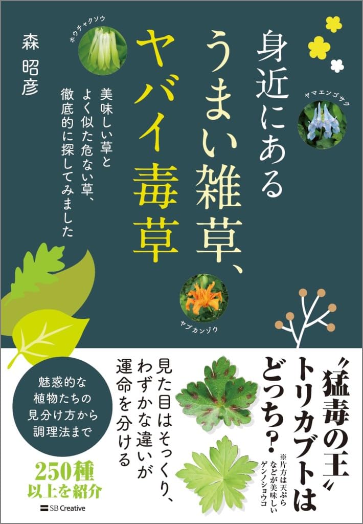 やさしいキマワリ他、 草タイプセット61枚　旧裏 やさしいキマワリ 旧裏 1枚の通販 じゅん（1371008350） | magi