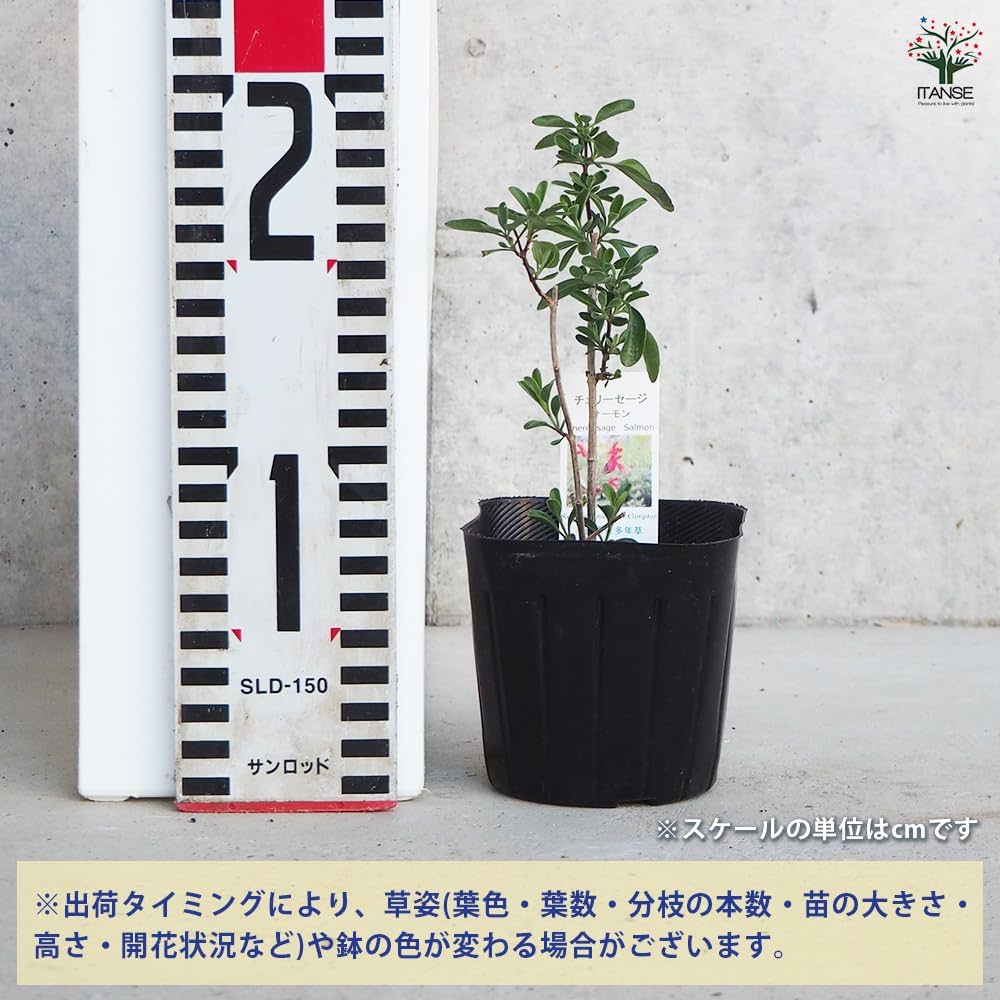 Amazon.co.jp: ITANSE チェリーセージ サーモン 3号 3個セット Amazon.co.jp: ITANSE チェリーセージ サーモン 3号 3個セット