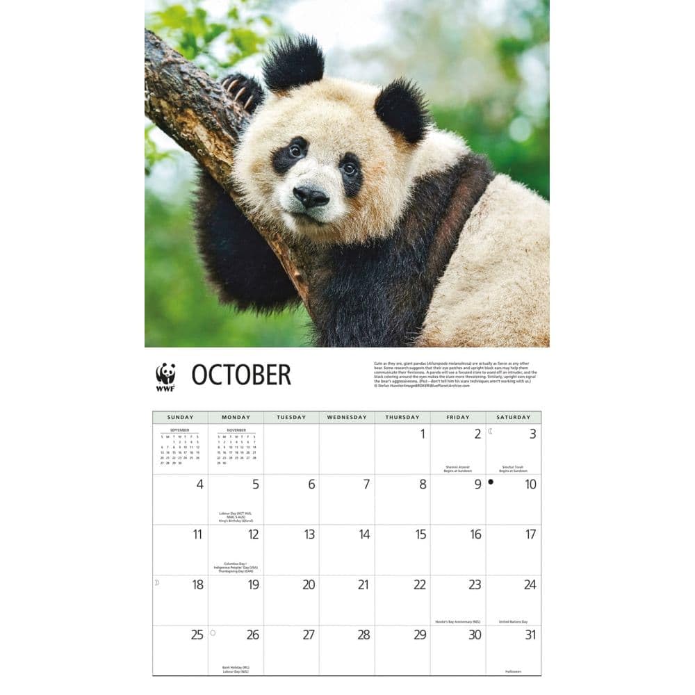 Amazon.co.jp: カルーセルカレンダー、ジャイアントパンダWWF 2026