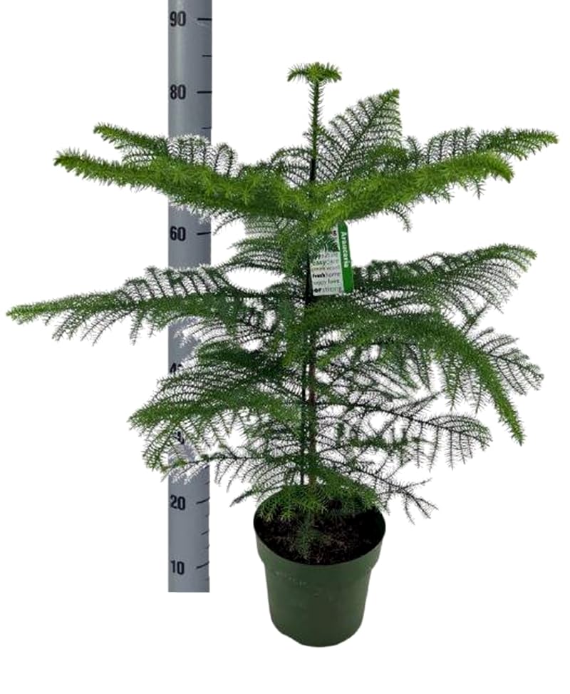 Planta Natural Araucaria. 90-100 cm. Segura Garden. Brinda elegancia, es resistente a plagas y aporta sombra. Sus formas únicas y baja mantención la hacen ideal para jardines decorativos.
