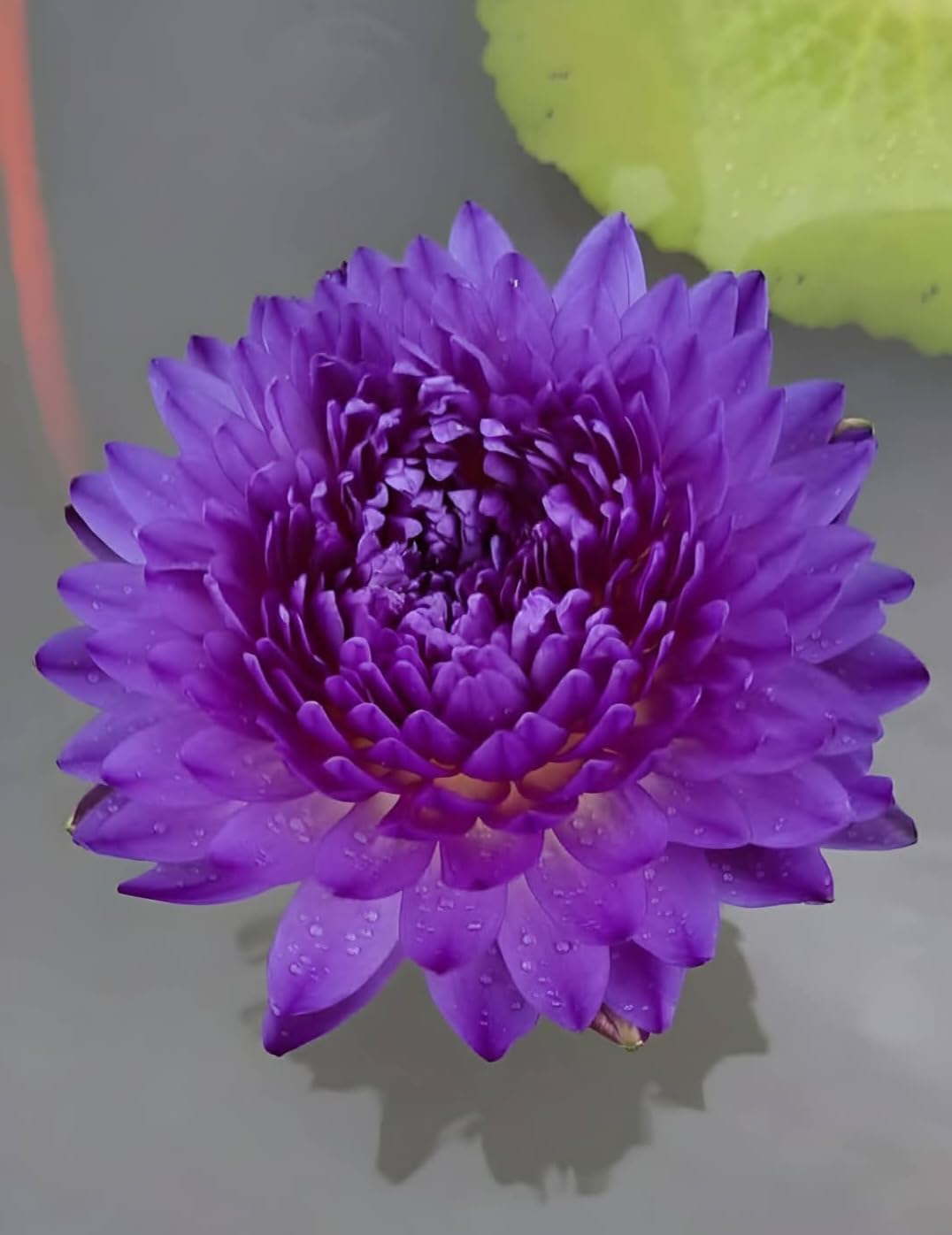 Fresh Live Water Lily Bulb | Beautiful Floating Flower | Healthy Aquatic Plant | Pond, Tub & Fountain Decoration - pack of 2-image-37