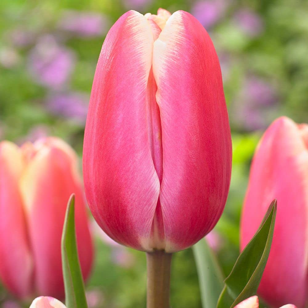 Tulip Flower Bulbs (Pink) (B09LR2Z1NW) Amazon Price History, Amazon Price Tracker