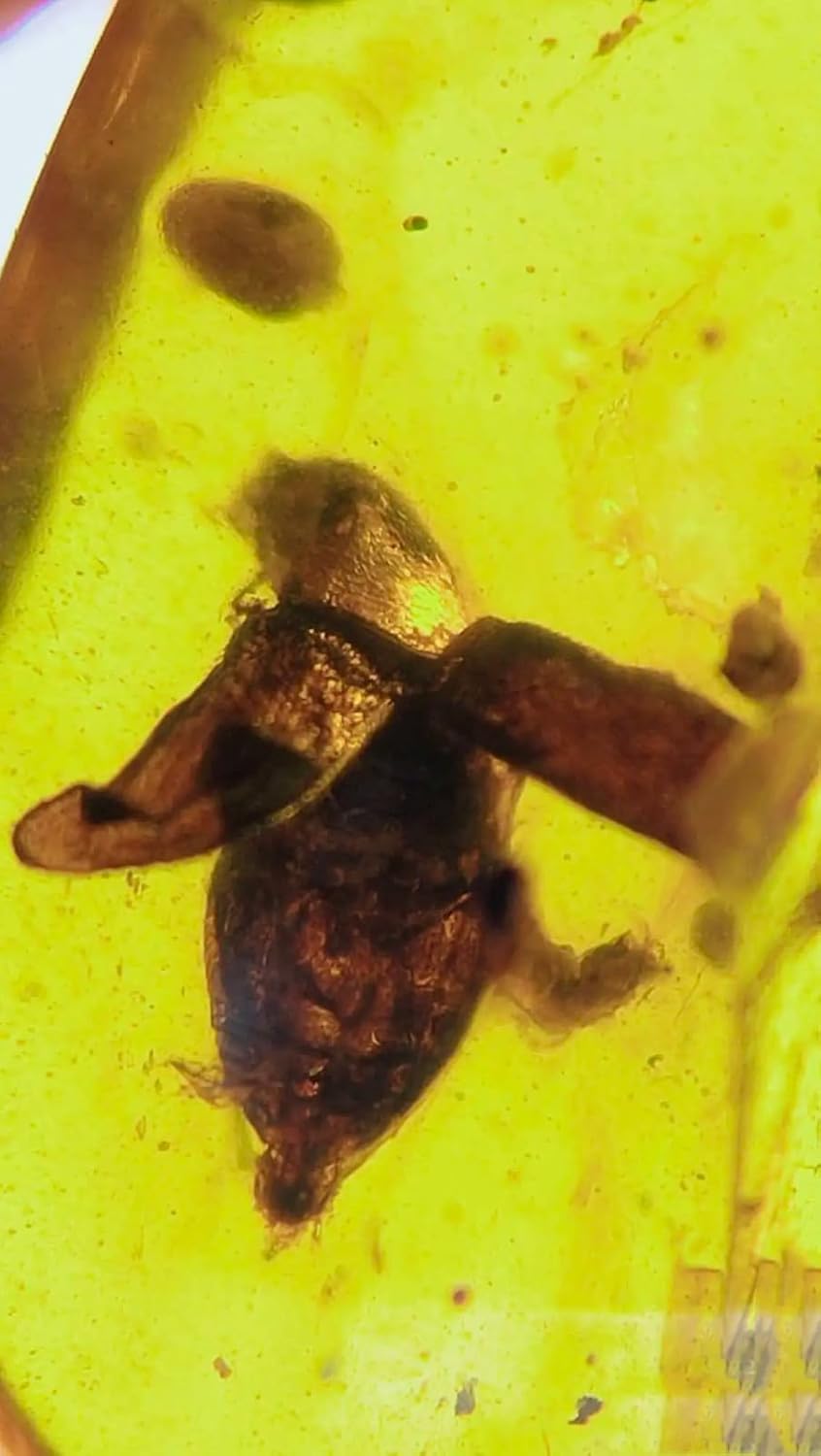 Burmese burmite Cretaceous Beetle Insect Fossil Amber Myanmar