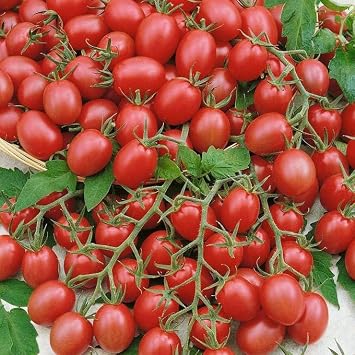 Park Seed Gum Drop Pink F1 Hybrid Cherry Tomato Seeds, Pack of 30 Seeds 75 Days to Maturity, Sweet Flavor, Non-GMO, High Yield, Compact Semi-Determinant, Ideal for Gardens and Containers