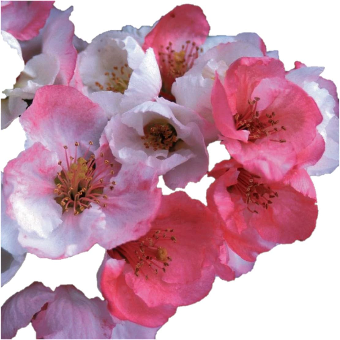 DAS Farms Toyo Nishiki Quince