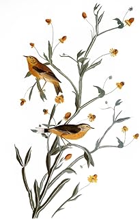 Audubon Warbler Npalm Or Yellow Red-Poll Warbler (Setophaga Palmarum Formerly Dendroica Palmarum) After John James Audubon For His Birds Of America 1827-38 Poster Print by (18 x 24)