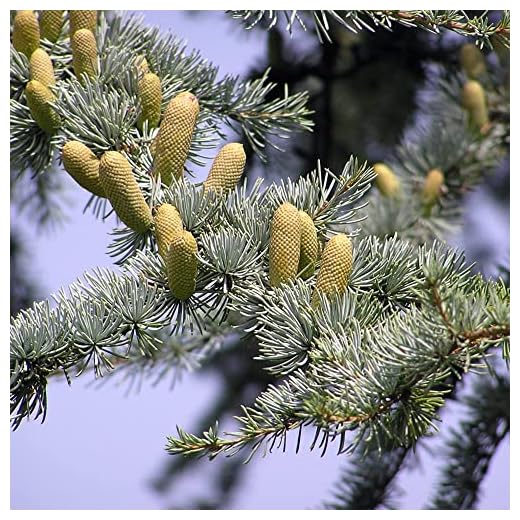 CHUXAY GARDEN 5 Seeds Cedrus Atlantica,Glauca Group,Atlas Cedar,Blue Atlas Cedar Evergreen Tree Striking Landscaping Plant Excellent Addition to Garden