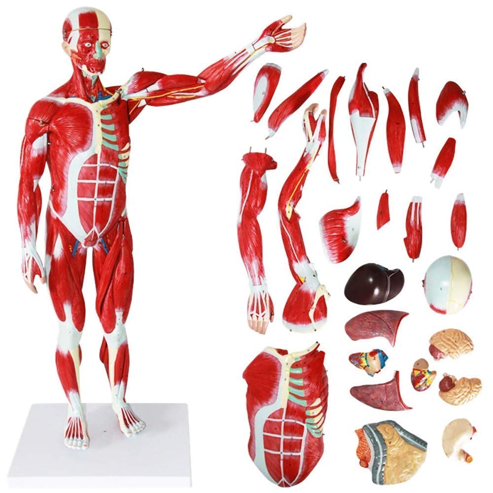 YNIYUJKL 78Cm Human Muscle Model Human Anatomy Science Models Detachable Human Muscle Model With Internal Organs For For School Education