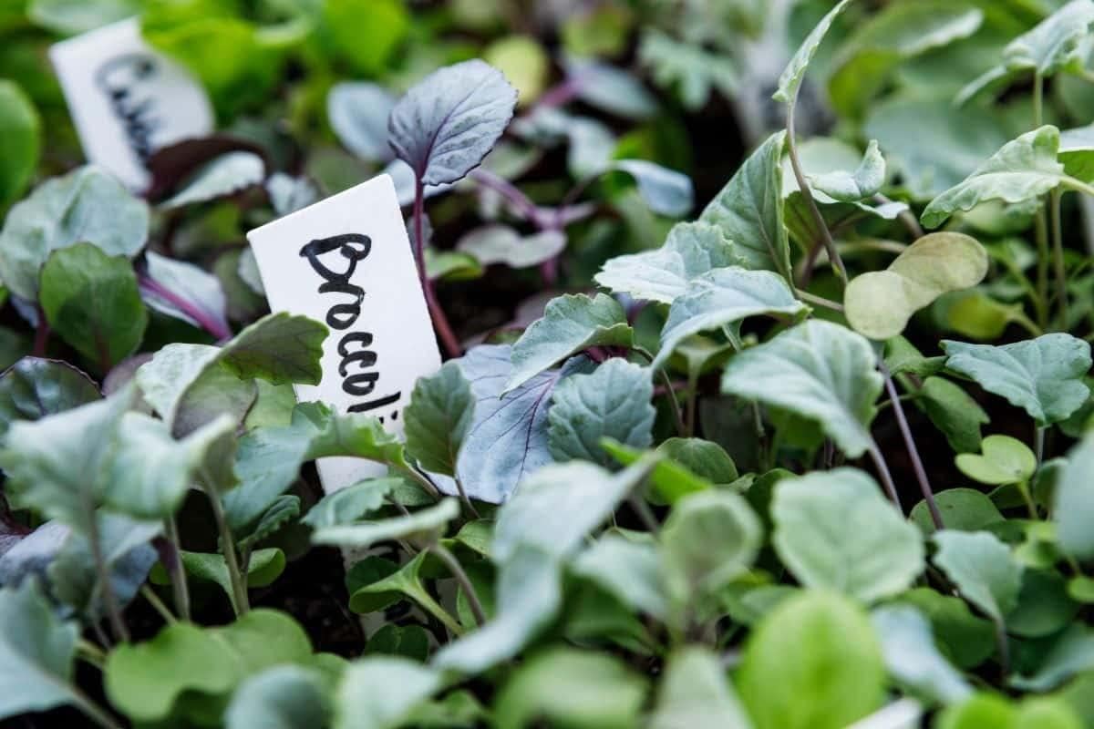 Lot de 1000 étiquettes en plastique de 10,2 cm pour semis, flexibles et imperméables, pour jardinage de légumes, plantes en pot et jardin extérieur, blanc, 1000 pièces