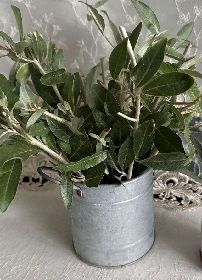 Amazon|ロシアンオリーブ挿し木用20本|観葉植物 オンライン通販 Amazon|ロシアンオリーブ挿し木用20本|観葉植物 オンライン通販