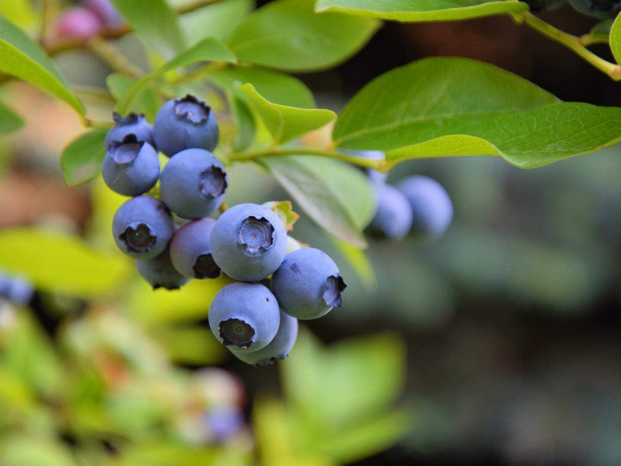 Aiden Gardens Rare Dwarf Blueberry Tasty Fruit Live Plant 1 Healthy (Seedling) Live Plant