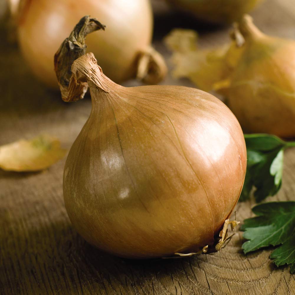 Vegetable Seed Onion Ailsa Craig Hardy Annual Giant Vegetable Easy to Grow for All Kitchen Garden Allotment Grow Your own Veg 1 Packet (250 Seeds) by Thompson and Morgan