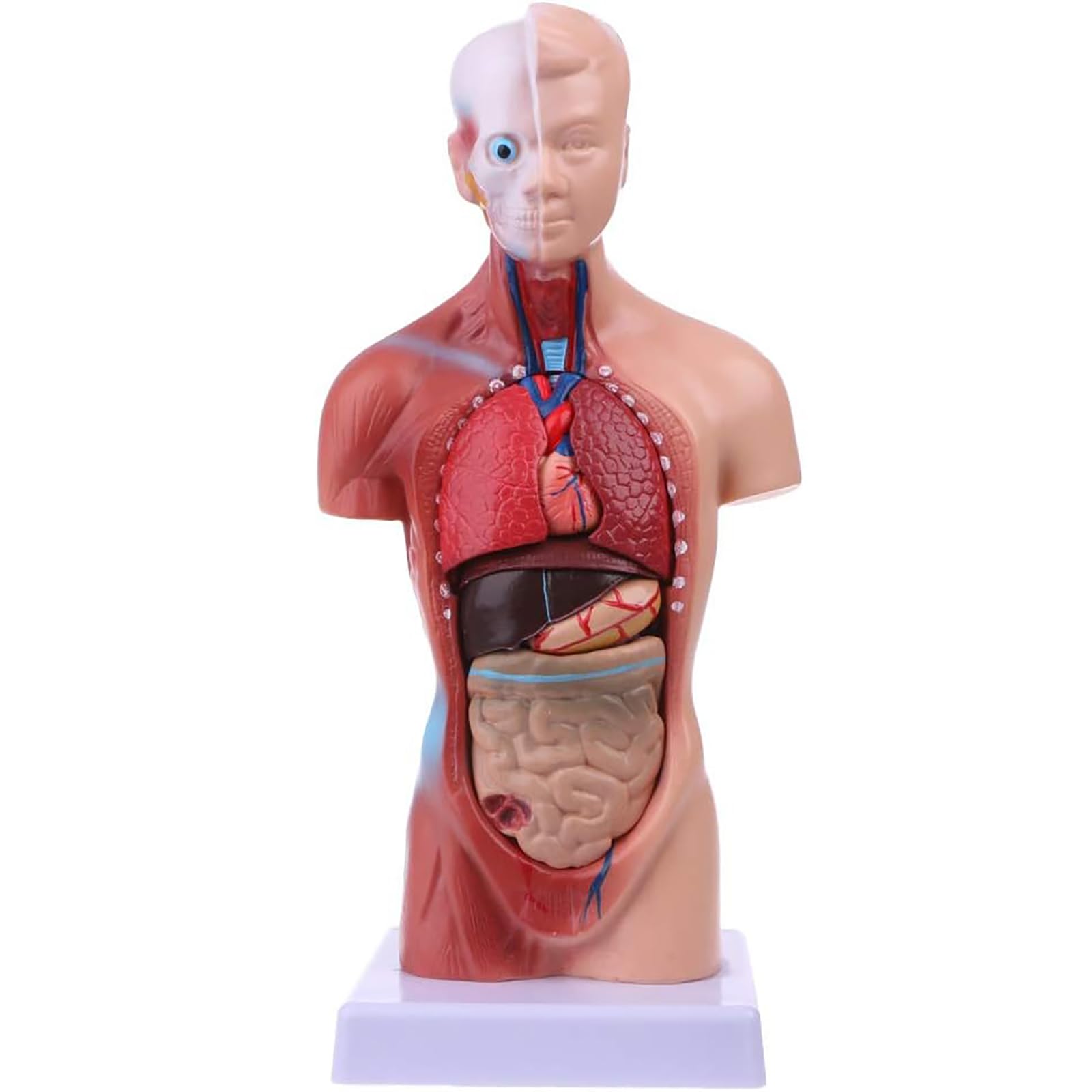 Modelo anatómico del Cuerpo Humano de 28 cm de Altura, Modelo del Torso Humano Desmontable en 15 Piezas, Herramienta Visual educativa para el Aprendizaje Escolar