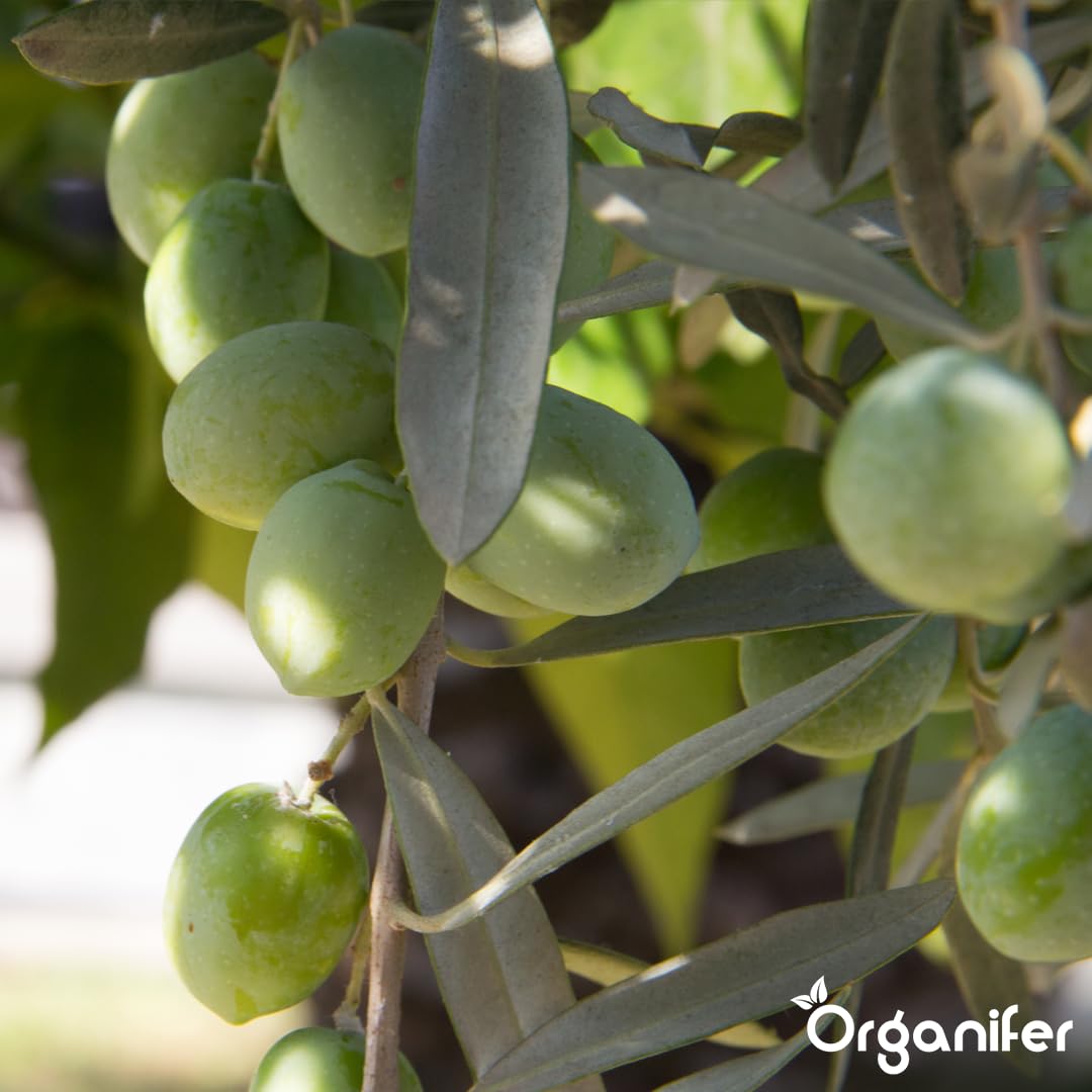 Fertilizante Líquido - 2x1L - Para Olivo - NPK 2-1-8 | Plantas Fuertes Y Hojas Saludables - Organifer