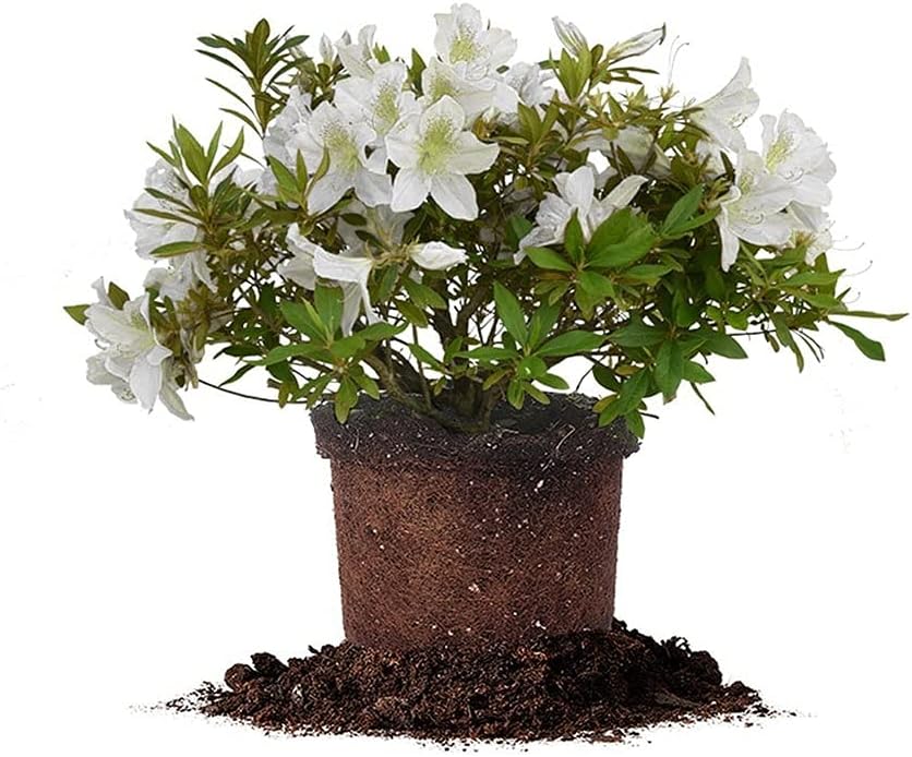 PERFECT PLANTS GG Gerbing Azalea Bush | 3 Gal. Pot | Large White Blooms | Southern Staple