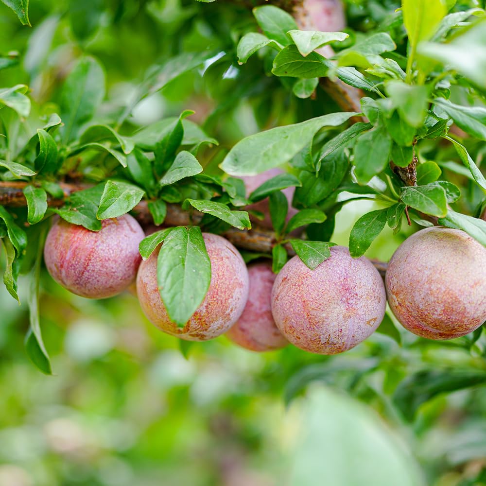 Apricot Plum Tree