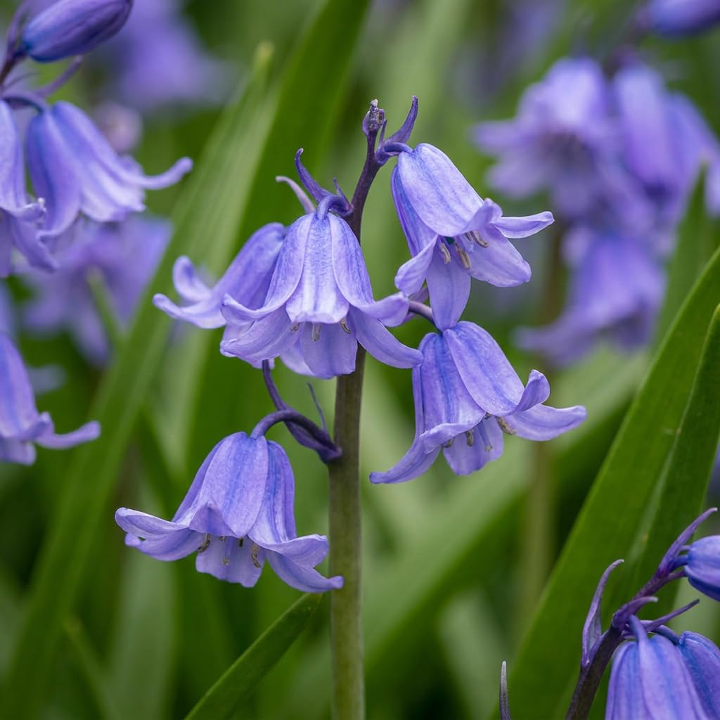 Green boutiQ - 80x Hyacinthoides non Scripta - Jacinthe des bois - Bleu - Bulbe naturalisant - Calibre 7/8