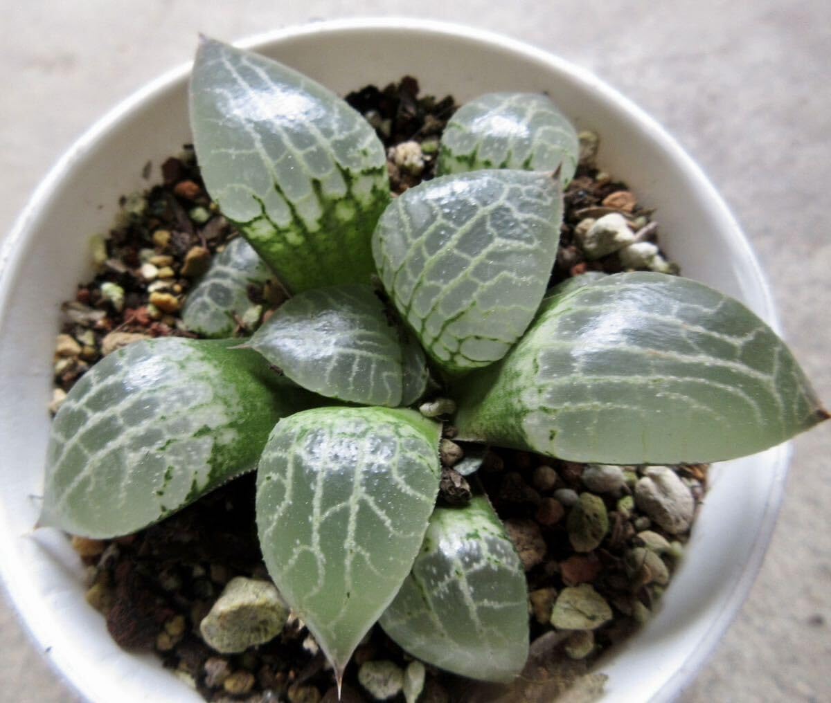 22d ハオルチア　多肉植物　水晶101錦　自家繁殖 22d ハオルチア 多肉植物 水晶101錦 自家繁殖