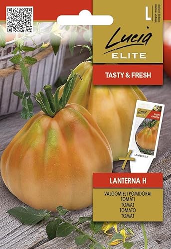 Lucia Elite | Tomate - LANTERNA H Graines de légumes | Gros fruits en forme de poire, doux et charnus | Hybride pour serre et jardin | Graines de tomates | 1 sachet