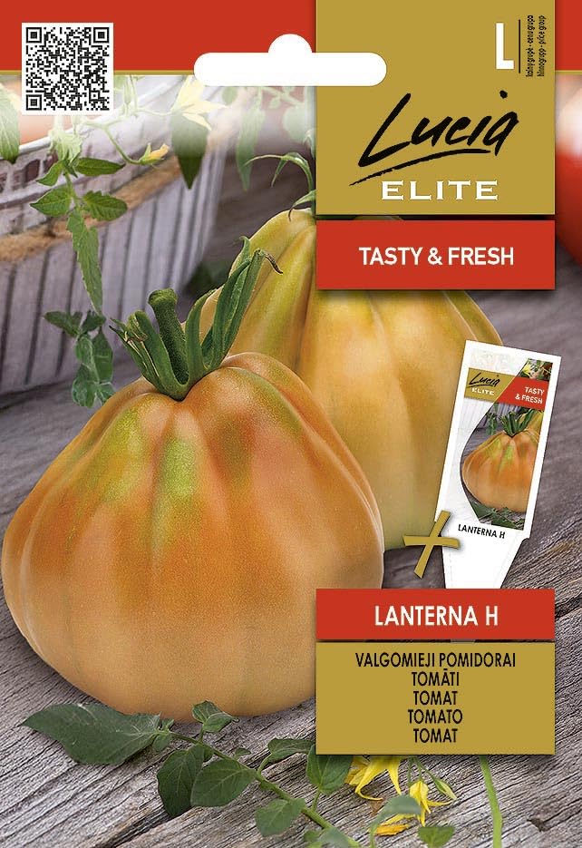 Lucia Elite | Tomate - LANTERNA H Semillas de huerto | Frutos grandes en forma de pera dulces carnosos | Híbrido para invernadero y jardín | Semillas de tomate | 1 sobre