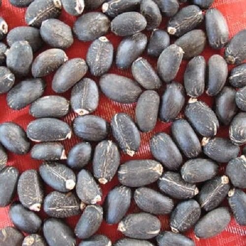 5 Physic NUT Barbados Purging JATROPHA Curcas Tree Seeds BIO-Diesel Comb S/H