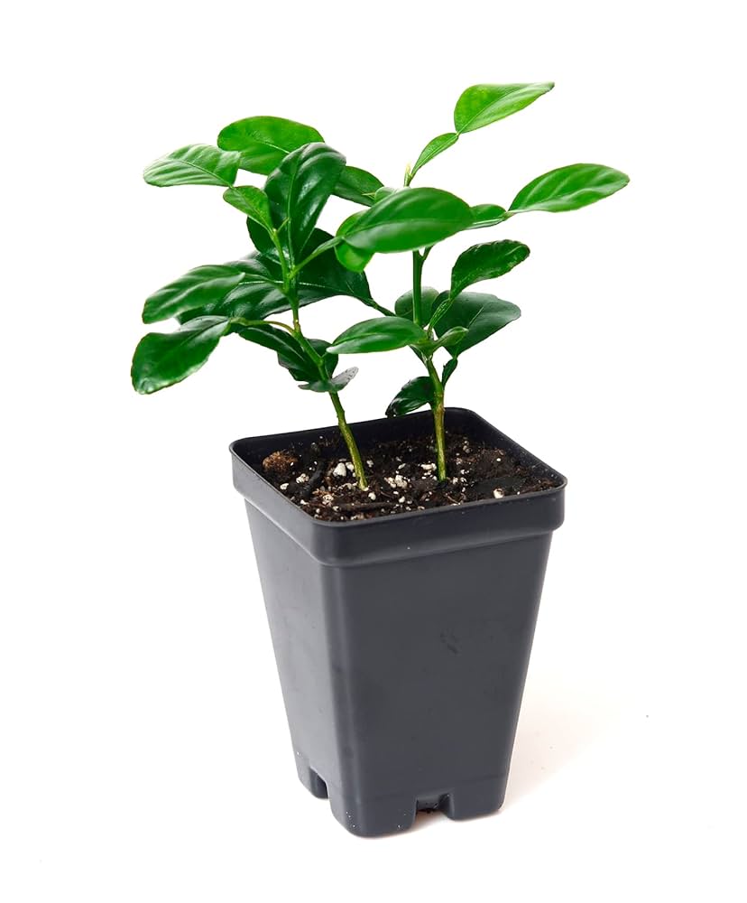 Milk‐tree♡ tree_3d86200c-e003-4dc0-8704-