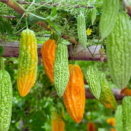 45Pcs Bitter Melon Seeds for Planting-Bitter Gourd Heirloom Non-GMO Bittermelon Seeds
