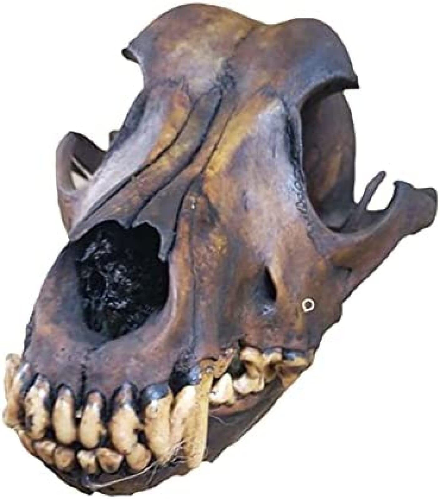 動物 頭骨 標本 Amazon.co.jp: 本物のオオカミの頭蓋骨標本 - 本物の 