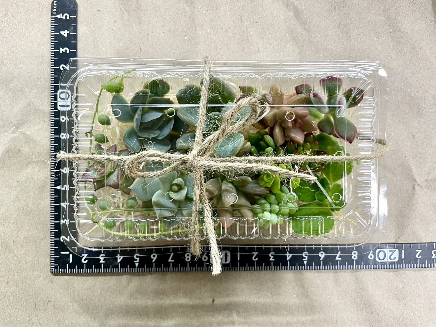 Top【ミックス苗】50個 12-jjkc-hhm071-16 多肉植物 見たままお届け 