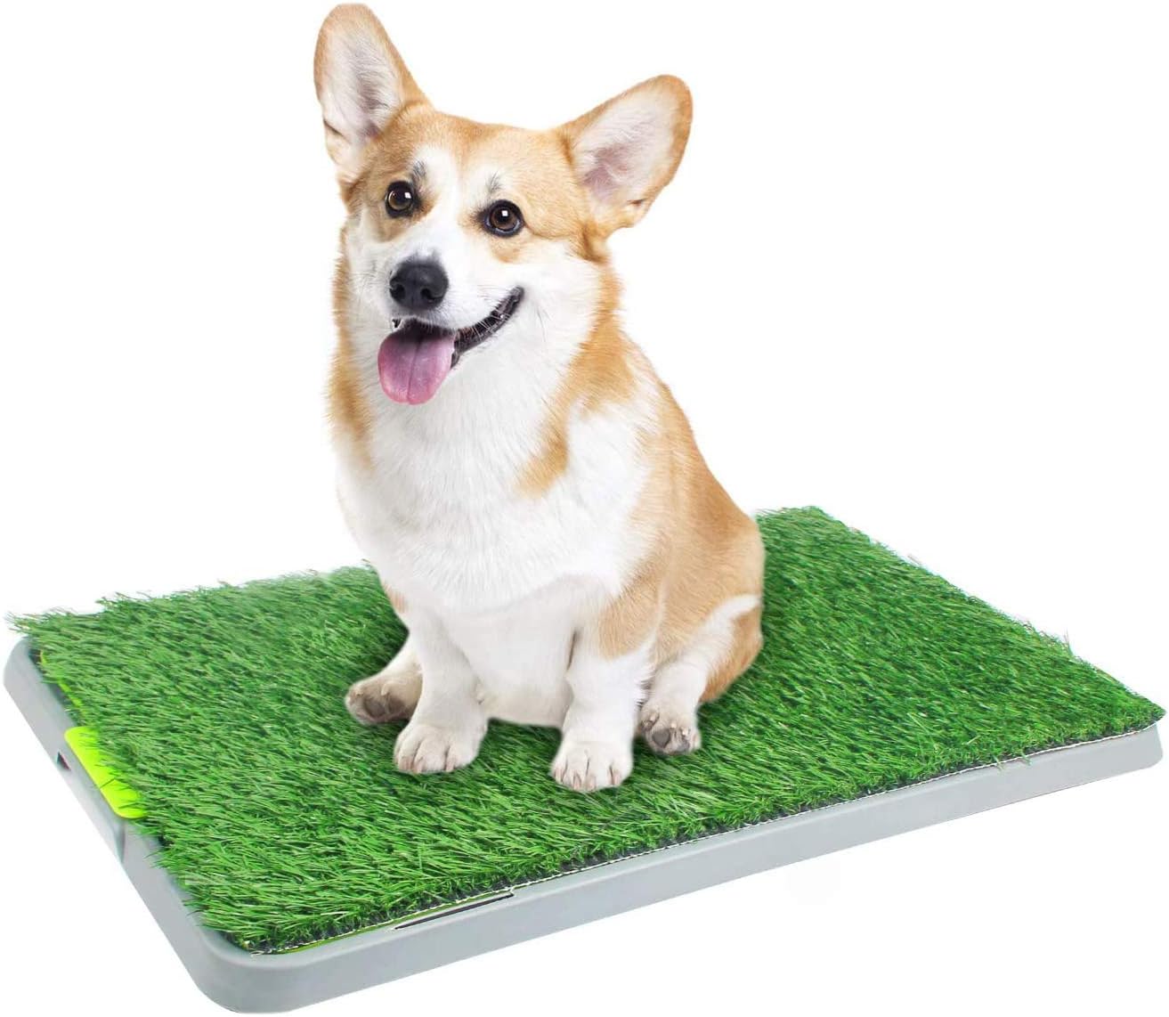 vasini per cani da cortile