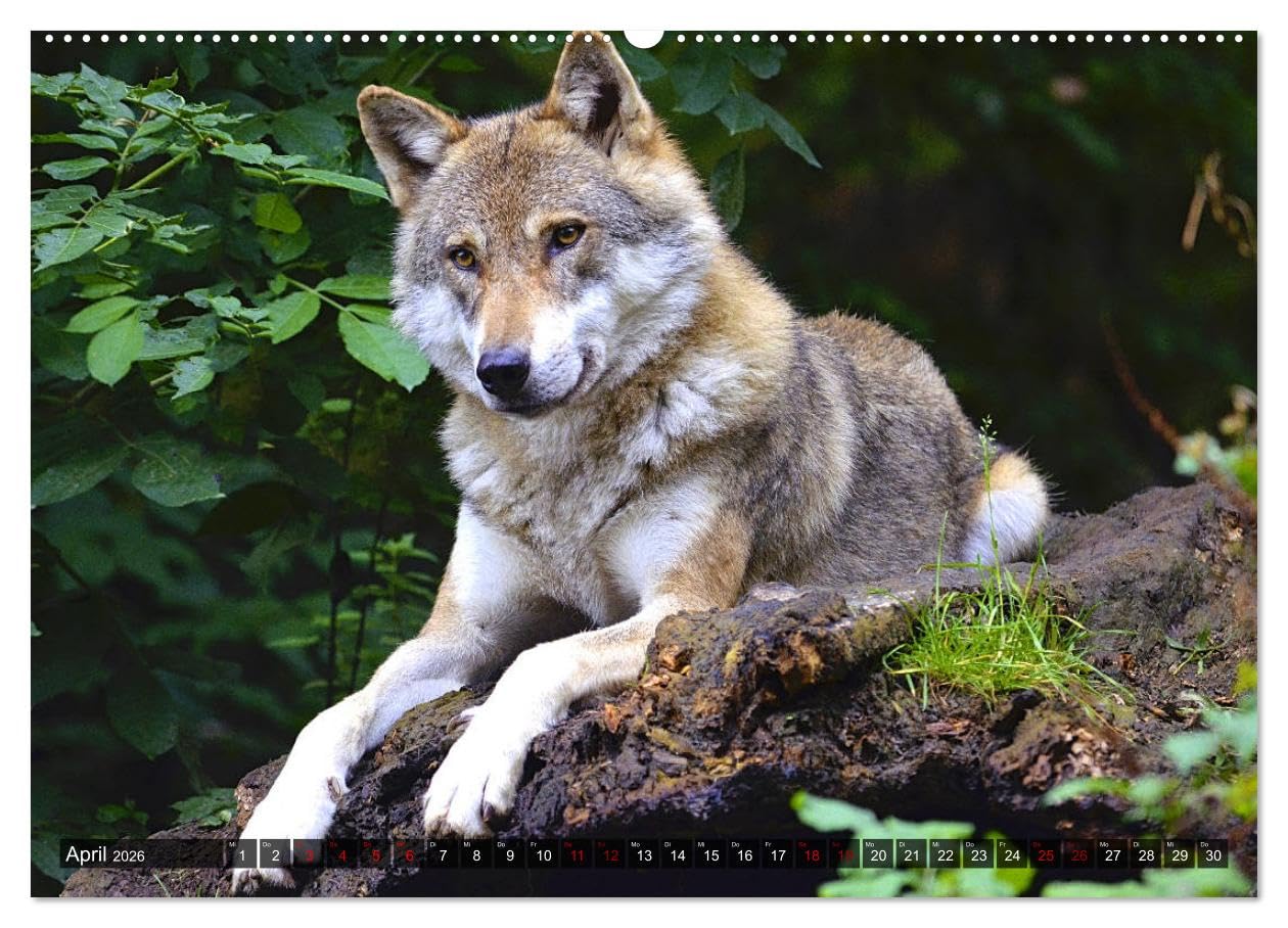 Begegnung mit dem Wolf (Wandkalender 2026 DIN A2 quer), CALVENDO Monatskalender: Faszinierende Aufnahmen von Wölfen aus verschiedenen Territorien (CALVENDO Tiere)