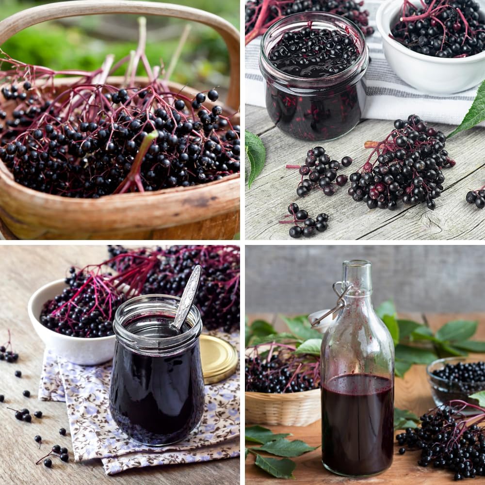 Elderberry Live Plant 6-12 Inches Tall, Live Elderberry Tree Seedling, Edible Berry Bush for Planting, Half Gallon Pot