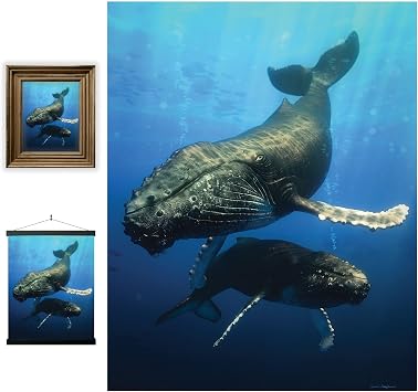 3D LiveLife Lenticular Pictures - Blue Whale from Deluxebase. 12x16in Unframed Deep 3D Effect Animal Wall Art for Living Room, Bedroom or Kitchen. Unique Whale Print Poster for Home Decor.