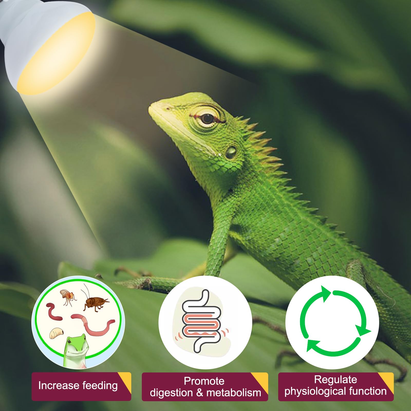 REPTI HOME 150W Reptile Heat Lamp Bulb 2 Pack,Basking Spot Lamp Bulb for Reptiles & Amphibians，Reptile Daylight Heat Bulb for Bearded Dragon, Lizard, Turtle - image 5