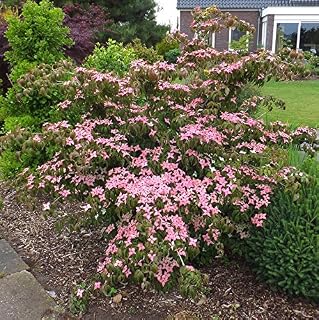 Portal Cool Cornus Kousa Rubra Rossa Cinese Dogwood semi!