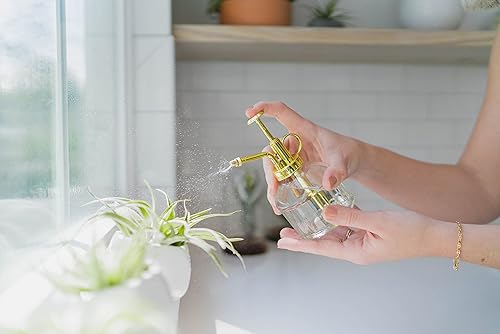 Miniatura 3 de Paquete de 5 plantas de aire Red Abdita Tillandsia  Paquete variado de plantas de aire medianas  Plantas suculentas vivas  Soporte para el hogar y