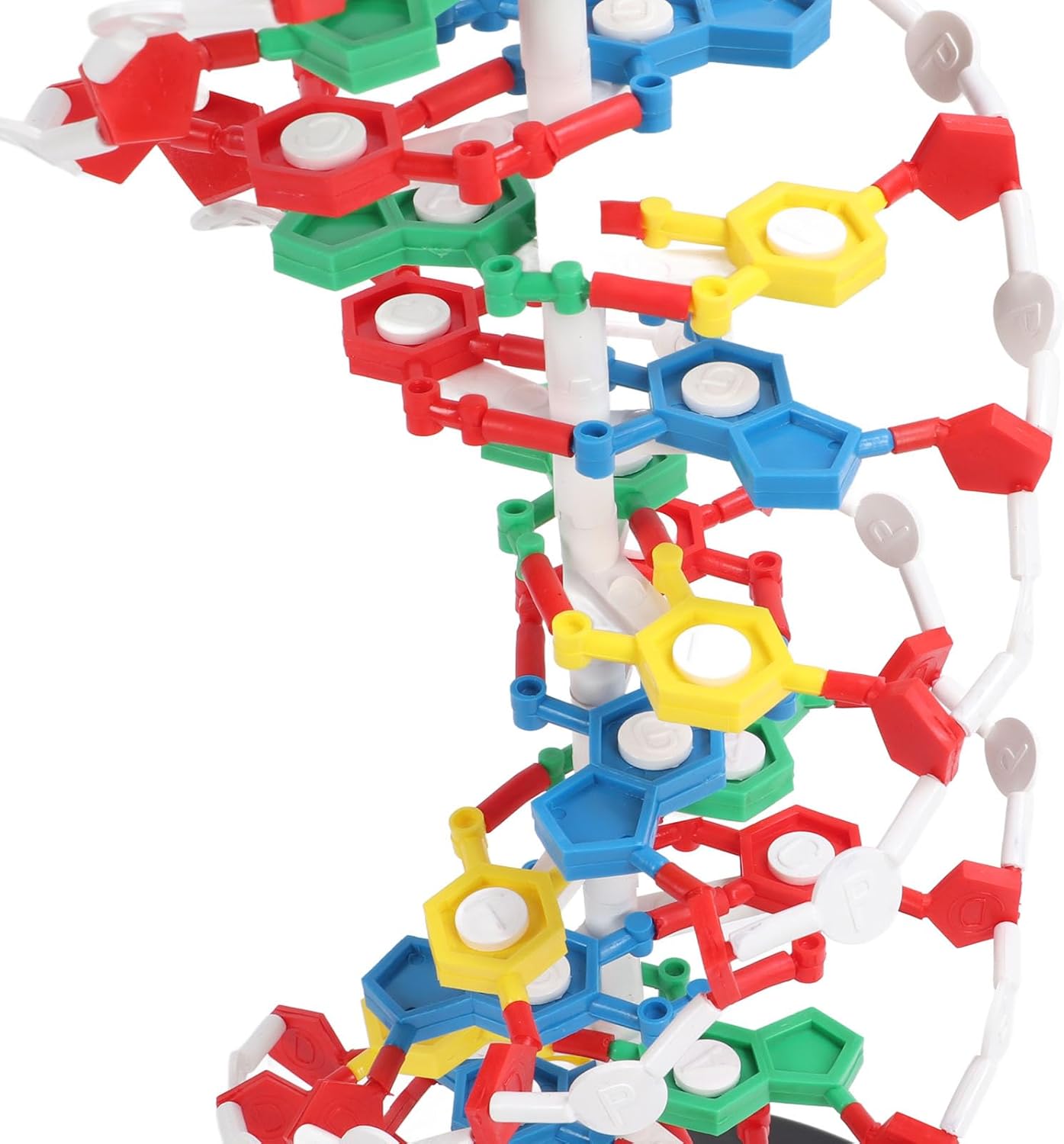 DNA Structure Model Plastic Educational DNA Double Helix Model Teaching Equipment