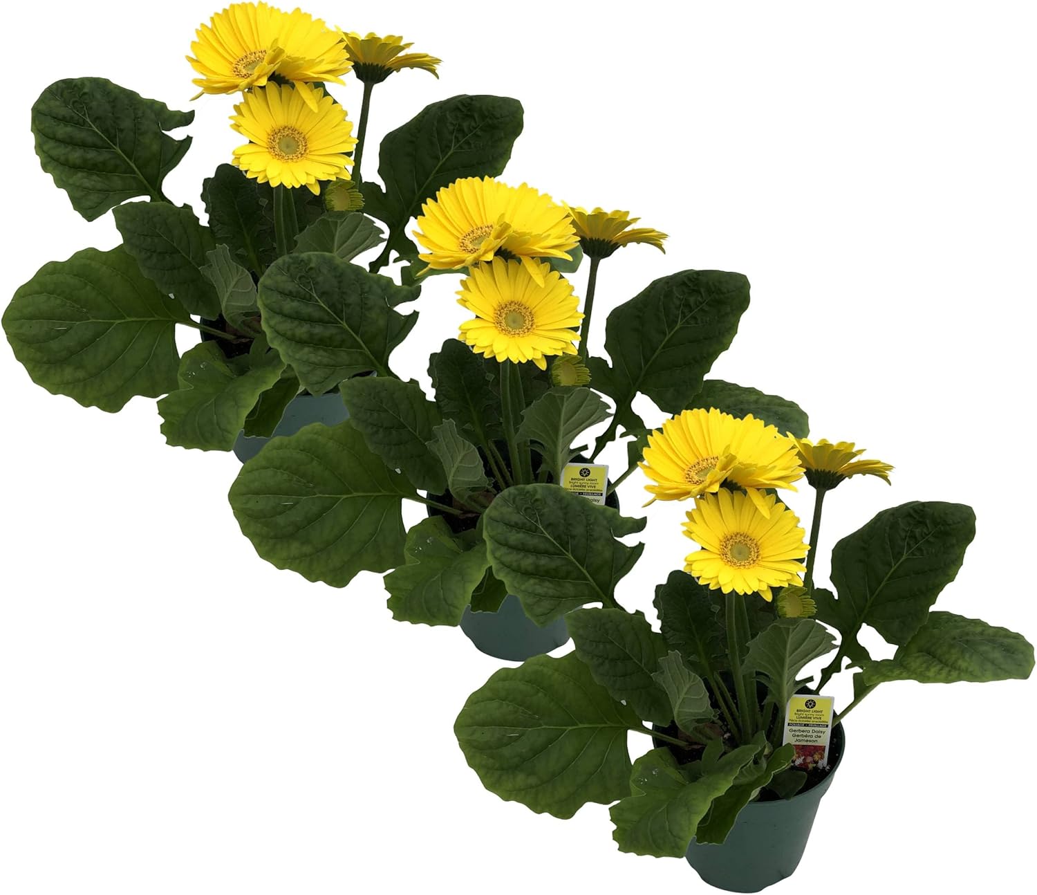 Live Gerbera Daisies Yellow (3 Plants Per Pack) Beautiful Spring Flowers 12