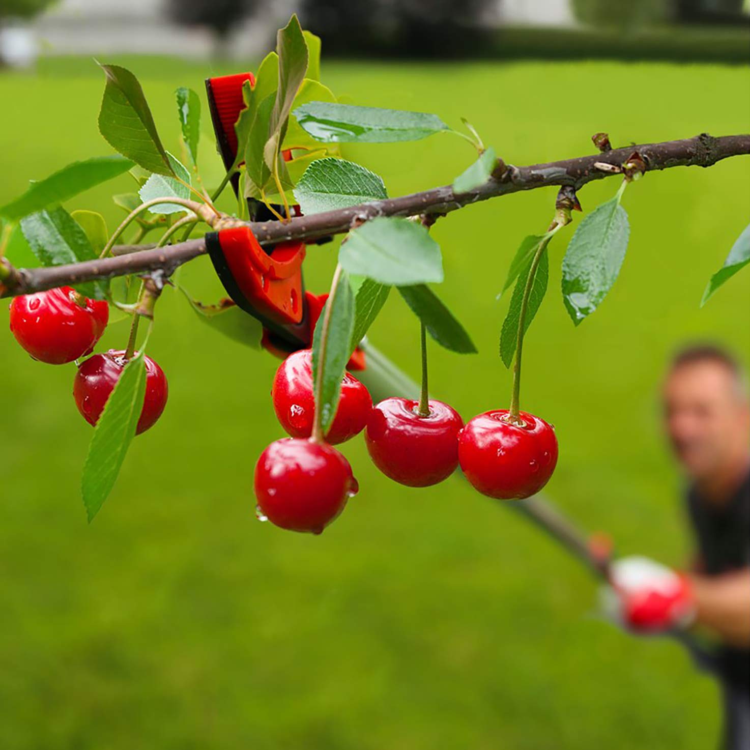 Image secondaire de Ciseaux d'Élagage Longs Valex - Idéaux pour la Cueillette et la Taille