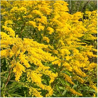 Everwilde Farms - 1 Oz Canada Goldenrod Native Wildflower Seeds - Gold V...