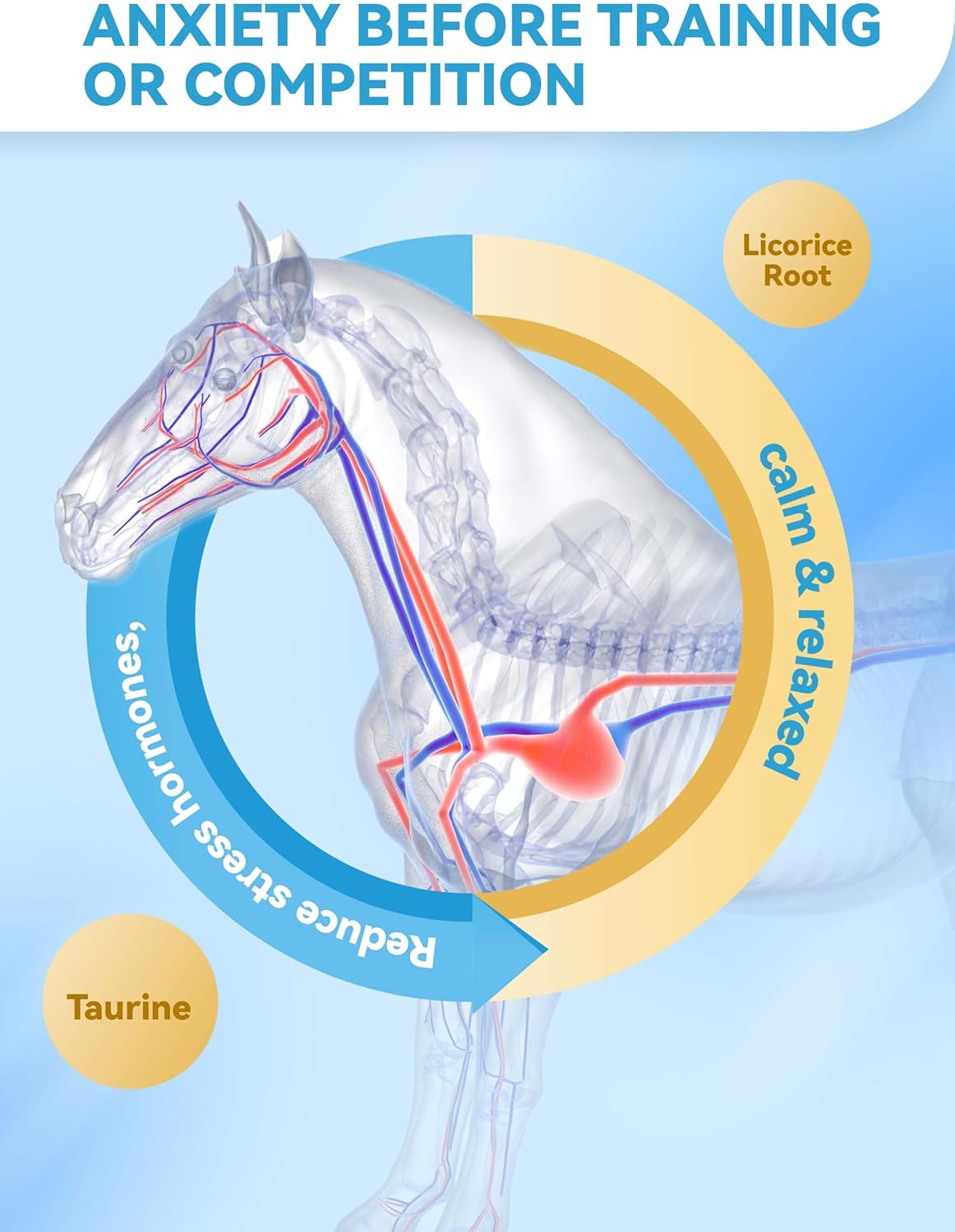 Horse Calming Support Powder – Helps Maintain Relaxed Behavior & Focus | Equine Taurine & Magnesium Blend | 30-Day Supply