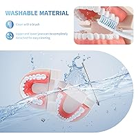 Vista 4 de Modelo de dientes estándar para adultos, modelo de dentadura de demostración de Typodont Modelo de dientes de boca Suministros dentales