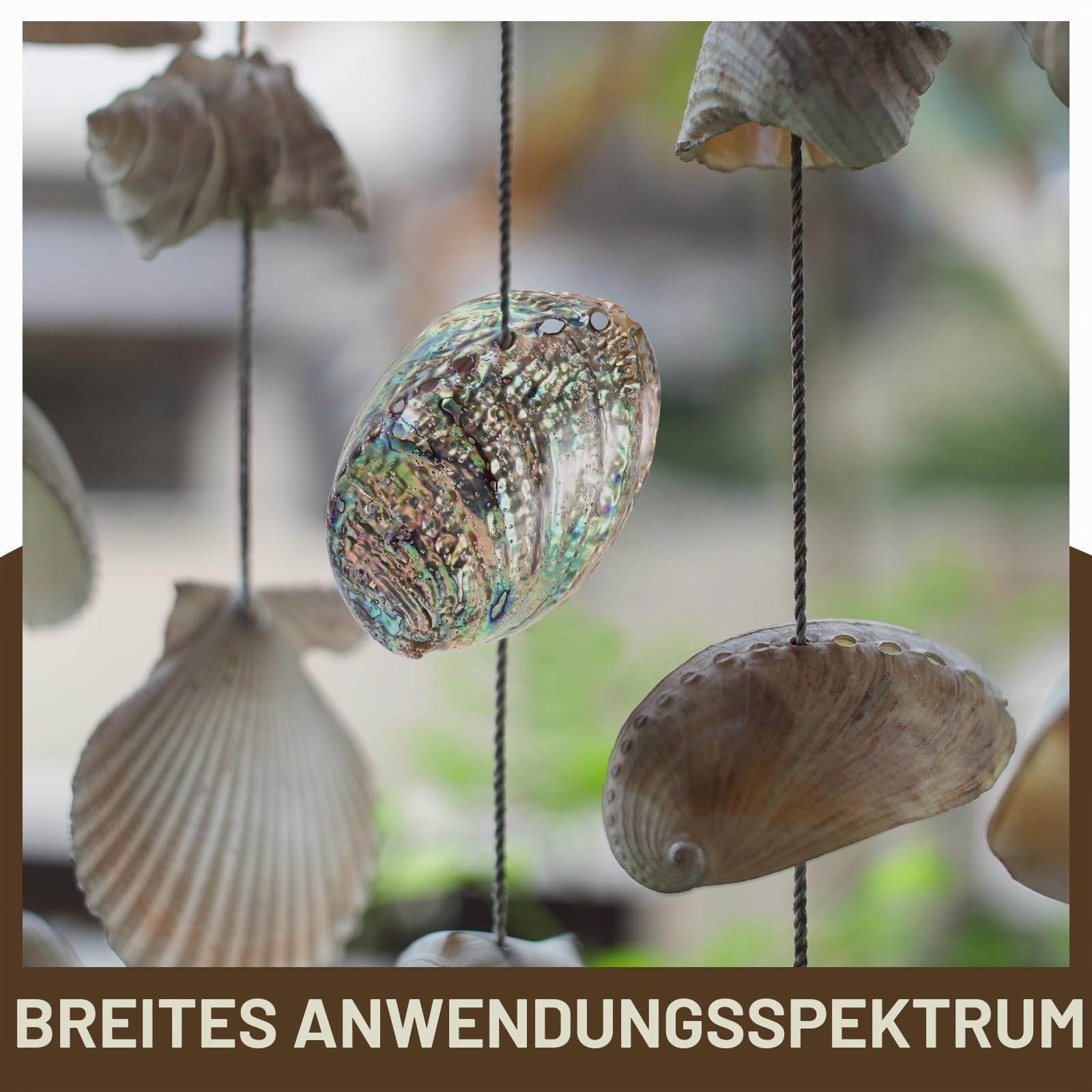 Veemoon Natürliche Abalone-Schale Shell Desktop Tank Zubehör Strand Räucherstäbchen Poliert Hoch DIY Anhänger Wohnschmuck Poliert Ring Tisch cm Paua für Halter Clearing Bowl Coastal Large Dekorative