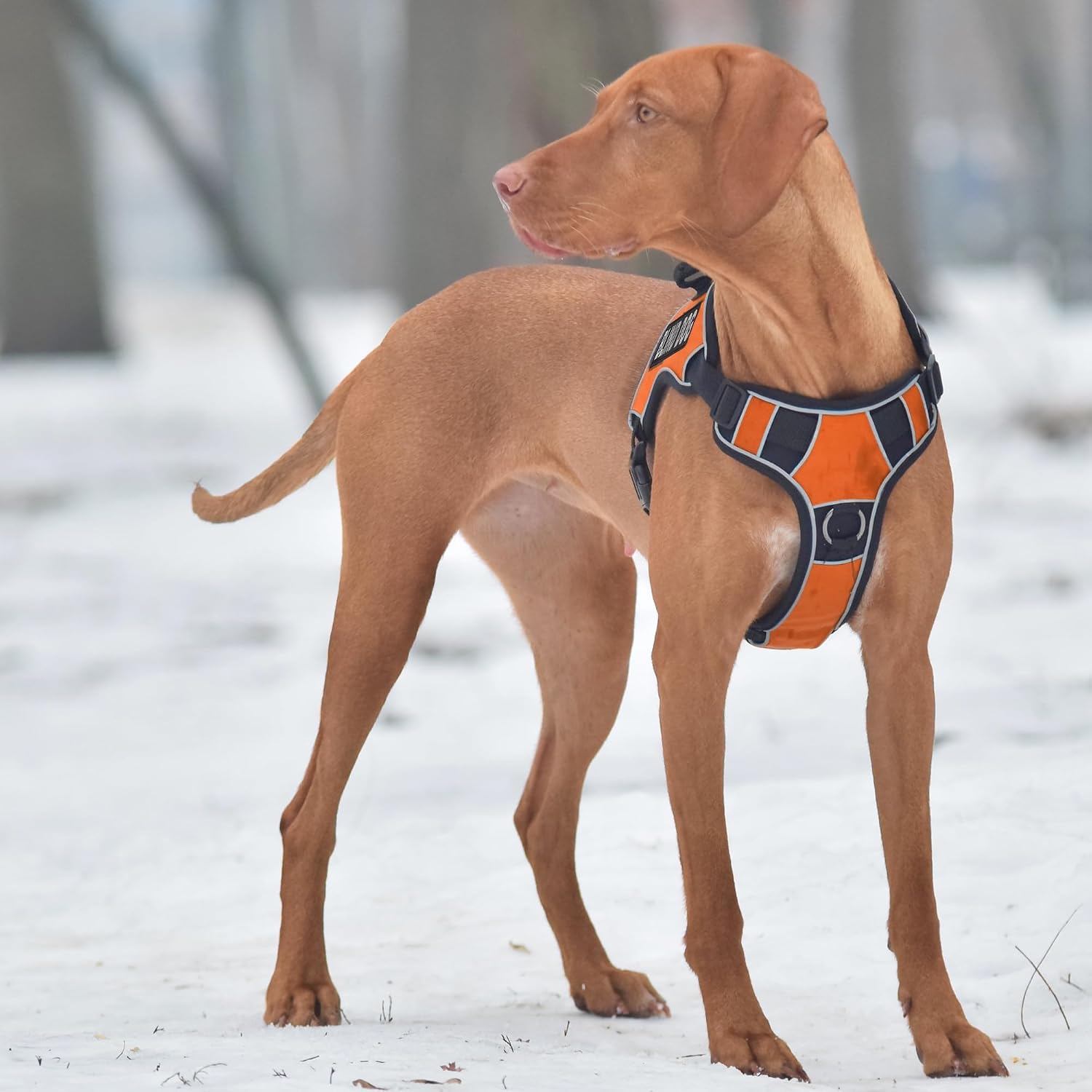 Dogline Quest No-Pull Dog Harness with Blind Dog Reflective Removable Patches Reflective Soft Comfortable Dog Vest with Quick Release Dual Buckles Black Hardware and Handle 18 to 22 inches Orange