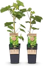 Green boutiQ - Fruit Plant - Vitis vinifera Himrod - Grape Plant - Without Seeds - White Grape - 2 Plants - Pot 15 cm - Height 50 cm