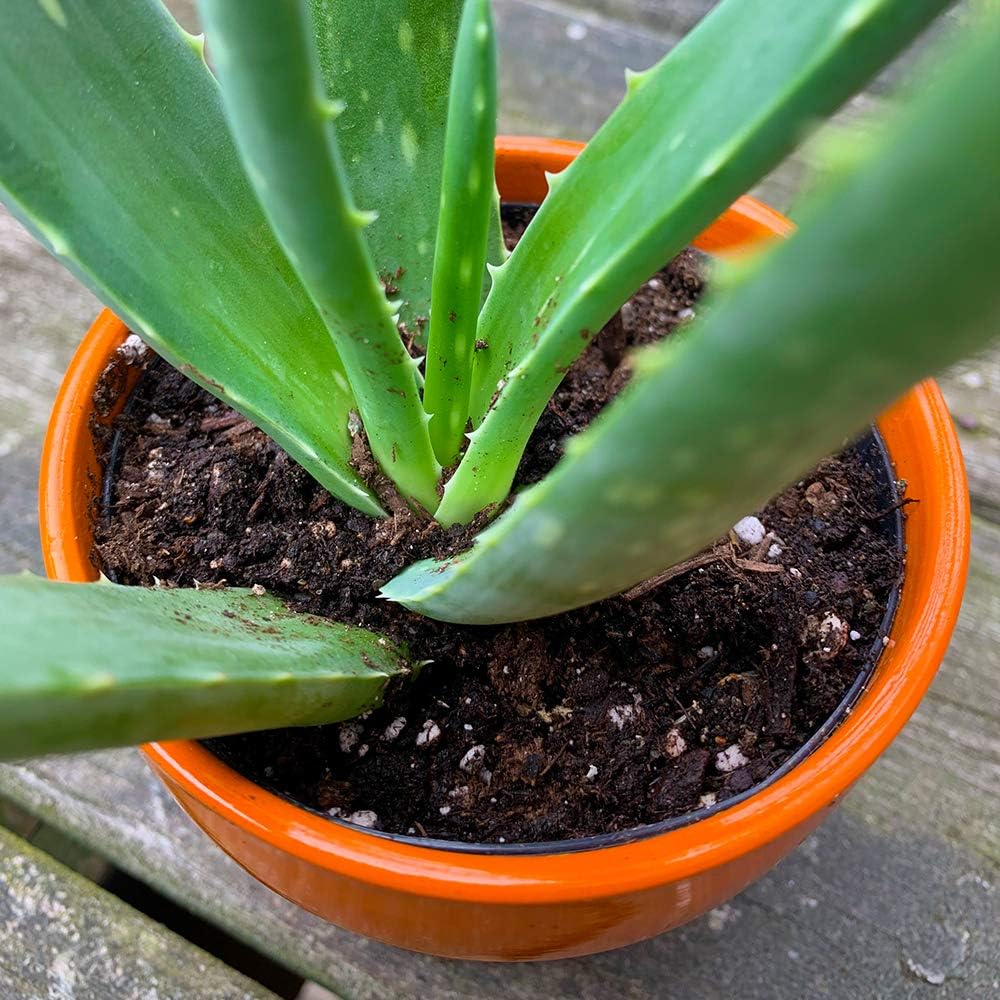 Coast of Maine - Mount Desert Island Blend - Organic Cactus and Succulent Mix, 8qt